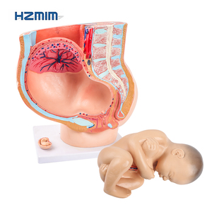 3D chi tiết PVC nữ mang thai sagittal Mô hình giải phẫu có thể tháo rời thai nhi cho đào tạo y tế trình diễn tử cung manikin - Product Image 4