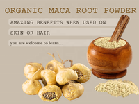 Poudre de racine de maca noire biologique soluble dans l'eau gélatinisée activée 100% extrait naturel