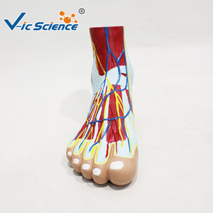 Modèle anatomique du muscle plantaire du pied humain, modèle pédagogique des tissus du pied, outil d'entraînement à l'anatomie du pied - Product Image 4