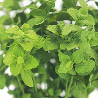 Daun Peppermint Buatan Grosir untuk Dekorasi Pernikahan, Natal, Taman, Rumah, Kantor, dan Rangkaian Bunga