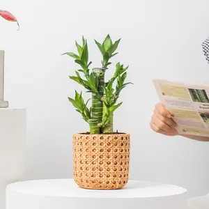 일본식 모조 짠 시멘트 화분 복고풍 보기 좋은 틈새 다육 녹색 딜 화분 용기