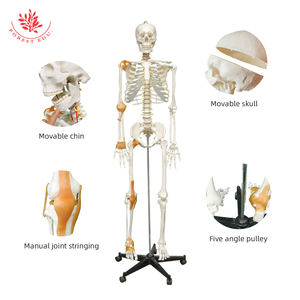 Modèle de squelette humain avec demi-<span class=keywords><strong>ligament</strong></span> et nerfs spinaux FRT002B Modèle de squelette anatomique grandeur nature - Product Image 5