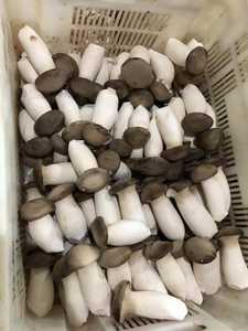 Detan Usine chinoise mise en bouteille cultivée exportée chinoise exotique fraîche Pleurotus <span class=keywords><strong>Eryngii</strong></span> King Prix <span class=keywords><strong>champignon</strong></span> huître - Product Image 4
