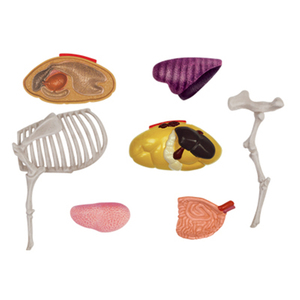 Modèle de dissection de vache transparente 4D Master avec 29 organes détachables pour équipement éducatif-<span class=keywords><strong>Apprentissage</strong></span> et <span class=keywords><strong>recherche</strong></span> - Product Image 6