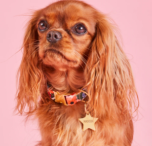 Jietao giá cả phải chăng thép không gỉ trái tim ngôi sao đám mây khắc tên Pup thông tin liên lạc thẻ ID vật nuôi chó mèo chim cổ áo Mặt dây chuyền - Product Image 2