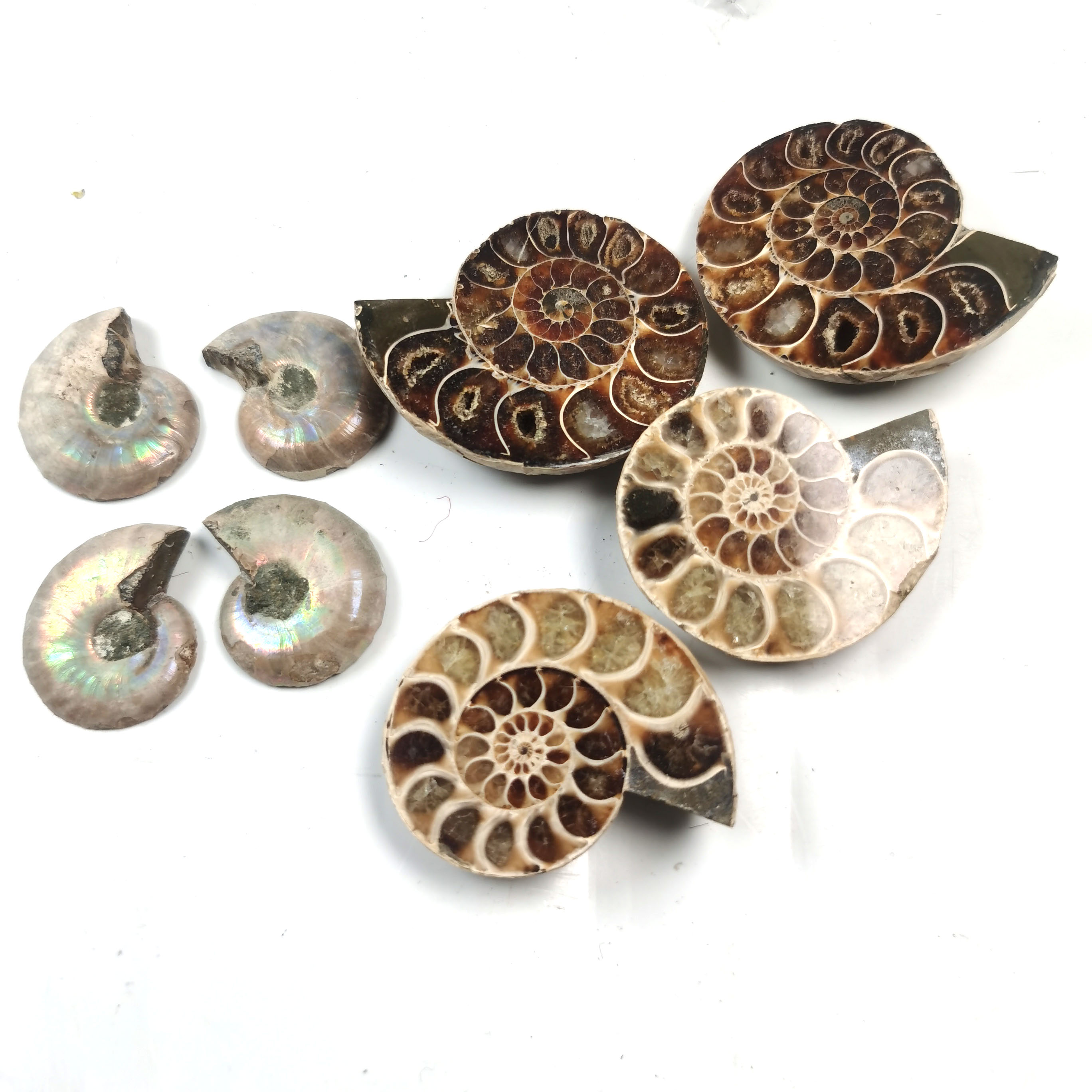 Petite ammonite