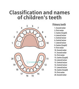 Pinze Professionali per Estrazione Dentale Pediatrica, 7 Tipi in Acciaio Inossidabile, Strumenti Chirurgici Ortodontici per Cliniche Dentistiche - Product Image 5