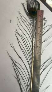 Plumes de paon brutes Mor Chhadi pour les arts, l'artisanat, les décorations de mariage et de fête, les accessoires de mode, le bricolage et les spectacles sur scène - Product Image 4