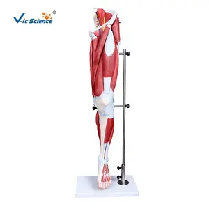 medical anatomical model Hot sale Human leg anatomy muscle model medical science education model