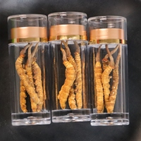 Flor Cordyceps de alta calidad Cordyceps militaris cordiceps Cordyceps sinensis