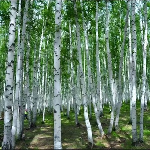 Cấp thực phẩm cây bạch dương Bột nước ép vitamin-thành phần hoạt động Aloe Vera chiết xuất số lượng lớn bán buôn trong chai - Product Image 4