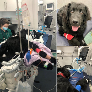 Ventilateur d'unité de soins intensifs Mindray SV300 vétérinaire avec surveillance CO2 IntelliCycle, indicateurs de sevrage SpO2, utilisation en transport, tous niveaux d'acuité - Product Image 5