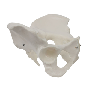 Modelo <span class=keywords><strong>de</strong></span> pelvis femenina, anatomía esquelética <span class=keywords><strong>de</strong></span> PVC <span class=keywords><strong>de</strong></span> silicona <span class=keywords><strong>de</strong></span> la estructura pélvica para enseñanza y simulación <span class=keywords><strong>de</strong></span> Ciencias Médicas - Product Image 6