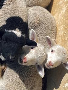 תוסף להאכיל אנרגיה גבוהה עבור בקר כבשים משמין פרחת ויטמינים פרמיות אנזימים האכלה בעלי חיים עבור עלייה במשקל מהיר - Product Image 5