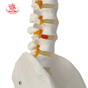 Modelo de enseñanza de osteopatía médica espinal, esqueleto espinal humano FRT014, material de PVC, flexible y curvable, 85 cm. - Product Image 1