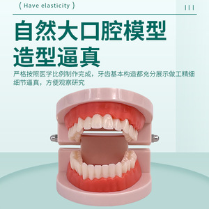 Modelo avanzado de higiene bucal (con mejillas) Modelo de higiene bucal, modelo de cuidado dental - Product Image 3