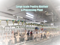 Plumeuse automatique robuste en acier inoxydable SUS304, 3000BPH, système de plumeuse continue en ligne pour abattoir