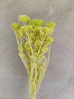 Haute qualité Real Touch Mini fleur de riz séché préservé Bouquet de fleurs tige naturelle maison éternelle saint valentin pâques