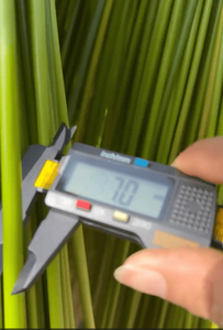 Pailles à boire durables en herbe écologiques emballées et certifiées, compostables, longueur 200 mm et emballage pour le camping - Product Image 5