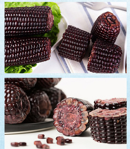 Không Biến Đổi Gen Đôi Màu Tím Ngô Ngô Để Bán - Product Image 3