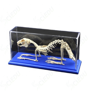 Sinh Học Mô Hình Hỗ Trợ Giảng Dạy Con Người Mô Hình Giải Phẫu Động Vật Mô Hình Bộ Xương Thỏ Bộ Xương Cho Các Trường Học Thiết Bị Giảng Dạy - Product Image 3