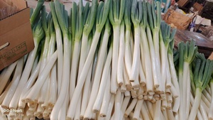Cipollotti Verdi Cinesi Freschi e Pungenti, Ideali per Cucinare e Aromatizzare, Raccolto 2026, Vendita all'Ingrosso Diretta - Product Image 2