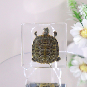 Equipo de enseñanza de espécimen de resina incrustado de tortuga Animal Real al por mayor para escuela secundaria - Product Image 1