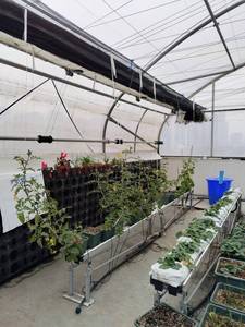 Sistema di irrigazione <span class=keywords><strong>a</strong></span> effetto serra che gocciola frecce - Product Image 6