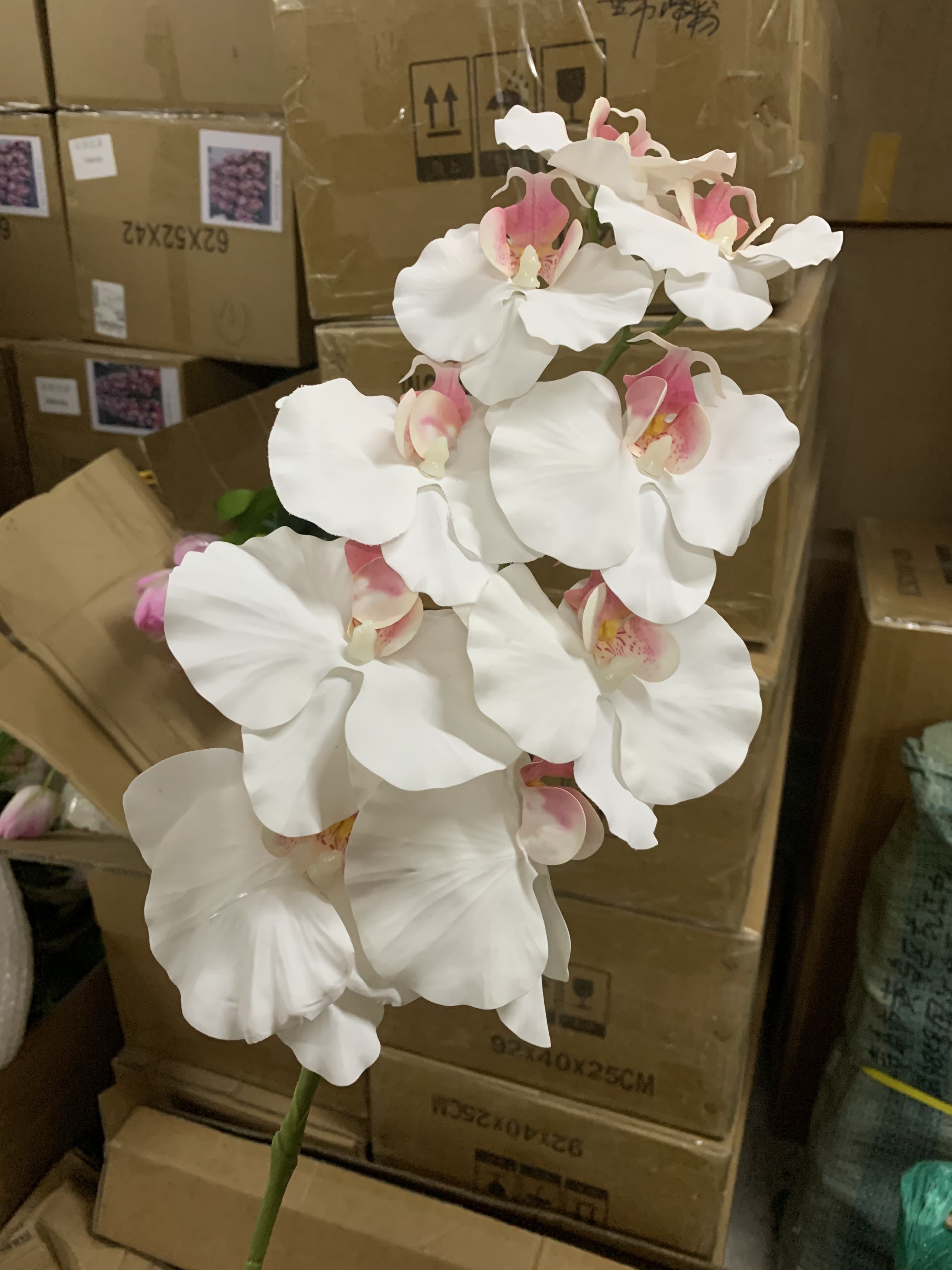 Blanco