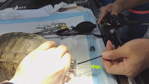 <span class=keywords><strong>WINTECH</strong></span> MINI Digitales Elektronisches Video-Endoskop Bronchoskop Flexibel Handgeführt für Veterinärmedizin Wiederverwendbar Diagnose Injektion - Product Image 2