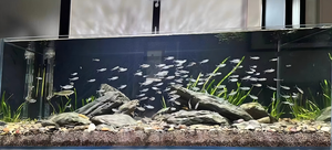 Set di Decorazioni <span class=keywords><strong>in</strong></span> Ardesia Naturale per <span class=keywords><strong>Acquario</strong></span>, Kit di Pietre e <span class=keywords><strong>Sabbia</strong></span> per Paesaggistica di Acquari e Terrari - Product Image 6