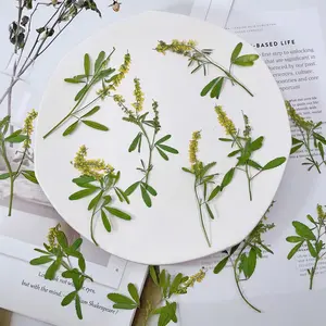 E601 toptan korunmuş doğal vahşi bitki Oleander çiçek telefon kılıfı masa lambası imi DIY malzeme paketi Prop kombinasyonu