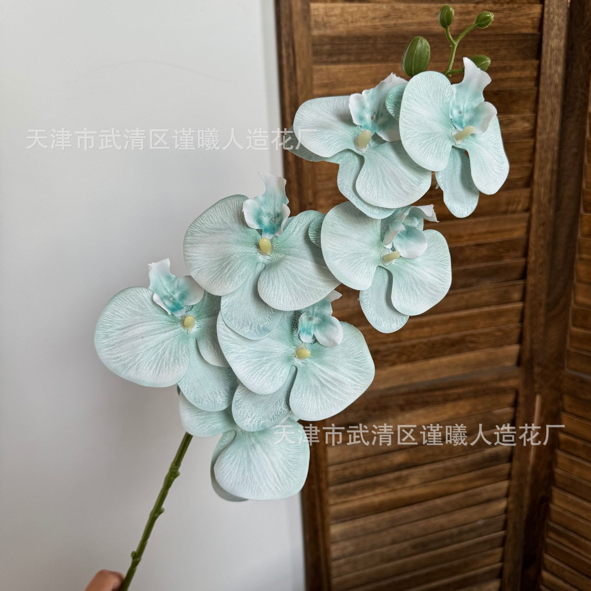 7 orquídeas Phalaenopsis