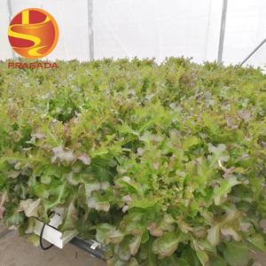 Prasada Invernadero auto irrigación lechuga <span class=keywords><strong>NFT</strong></span> sistema hidropónico con tanques de agua - Product Image 3