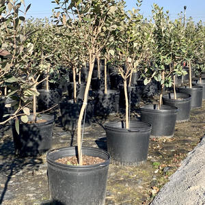 1 3 5 7 10 <span class=keywords><strong>15</strong></span> 25 gallon nhựa nursury chậu tròn ngoài trời lớn trồng lớn macetas Para plantas Grande Chậu cây hoa - Product Image 2