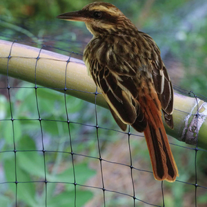 רשת הגנה למטעים נגד ציפורים, רשתות חקלאיות נגד ציפורים, רשת נגד ציפורים לגידול אוכמניות, מבצע חם - Product Image 1
