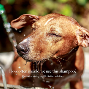 Shampoo <span class=keywords><strong>antifongique</strong></span> pour chiens et chats de marque privée pour soins cliniques |   Formule antiseptique pour les peaux qui démangent, qui squame et qui sont irritées OEM/ODM - Product Image 3