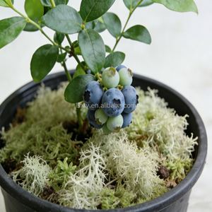 Musgo para Arándanos, Turba Rubia Larga, Musgo Sphagnum para Cultivo de Arándanos para Exportación - Product Image 1