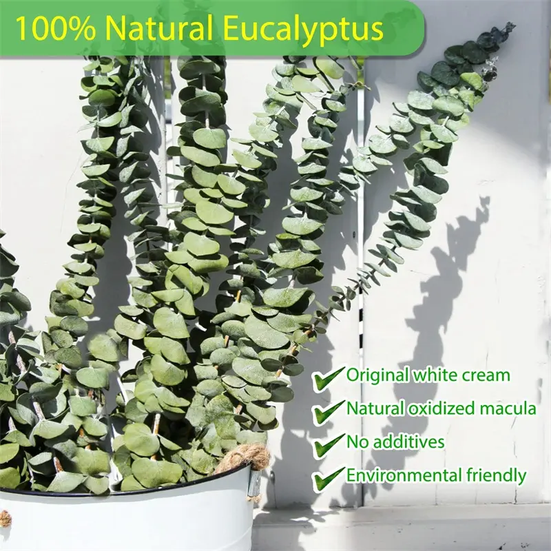 Novo Produto 100% Natural Eucalipto Folhas Secas Verdura 30 Pcs Preservado Eucalipto Planta Hastes para Chuveiro