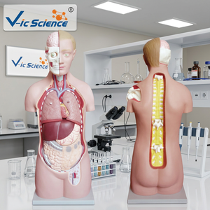 Maniquí de Torso Asexuado de Cabeza Fija, Modelo Anatómico para Entrenamiento Médico, Material de PVC para Escuelas <span class=keywords><strong>y</strong></span> Hospitales - Product Image 3