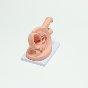 Modello del Sistema Riproduttivo Maschile, Modello Didattico per Cateterismo Uretrale di Base - Product Image 2