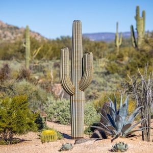 Escultura de Cactus de acero inoxidable para decoración del hogar, estatua personalizada de Arte Moderno de Metal para paisaje al aire libre, tamaño medio - Product Image 4