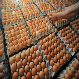 Automatic laying hen cage professional manufacturers [Motong] 20 years focus on poultry breeding equipment industry