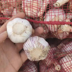 <span class=keywords><strong>Ail</strong></span> sauvage <span class=keywords><strong>violet</strong></span> frais de nouvelle culture chinoise 5.0cm 5.5cm Ajo Chino pour la nourriture populaire en Amérique du Sud avec un emballage en carton de 10kg - Product Image 1