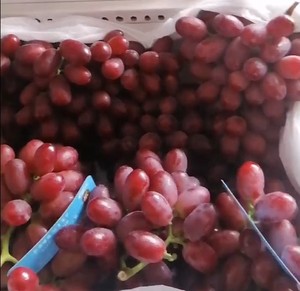 Vân Nam quả cầu đỏ nho 16 ° Brix Phong cách tươi 1,800M cao độ canh tác đặc quyền đặt phòng trước - Product Image 3