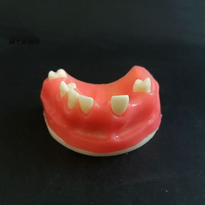 Modèle dentaire Dt M2024, modèle anatomique pédagogique, modèle d'exercice maxillaire en silicone médical pour les sciences médicales - Product Image 1