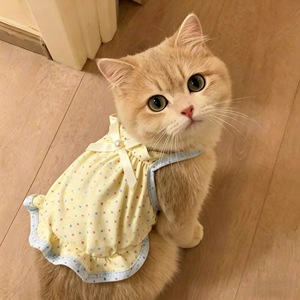 Vêtements populaires pour animaux de compagnie cet été sur TikTok : jolie jupe à pois respirante pour petits chiens et Bichons Frises, gilet fin. - Product Image 1