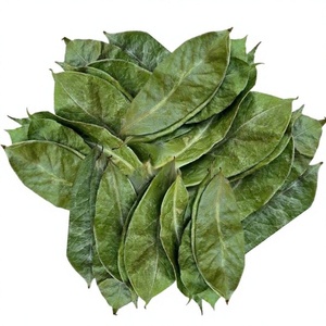 Thé aux feuilles de corossol en marque privée, sans OGM, en sachet sous vide de 100 grammes, très haute qualité, fabriqué au Vietnam - Product Image 1