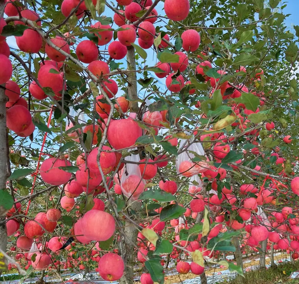 2023 cosecha China fresca Fuji manzana fruta manzanas jugosas para la venta