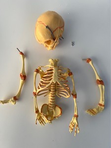 Scienza medica modello dello <span class=keywords><strong>scheletro</strong></span> fetale del bambino neonato del feto umano modello dello <span class=keywords><strong>scheletro</strong></span> del neonato per i medici - Product Image 3